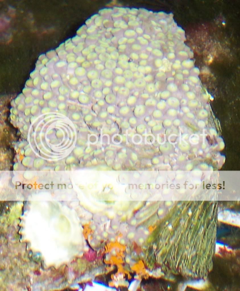 Zoa fresh water dip the longest you can keep in freshwater?